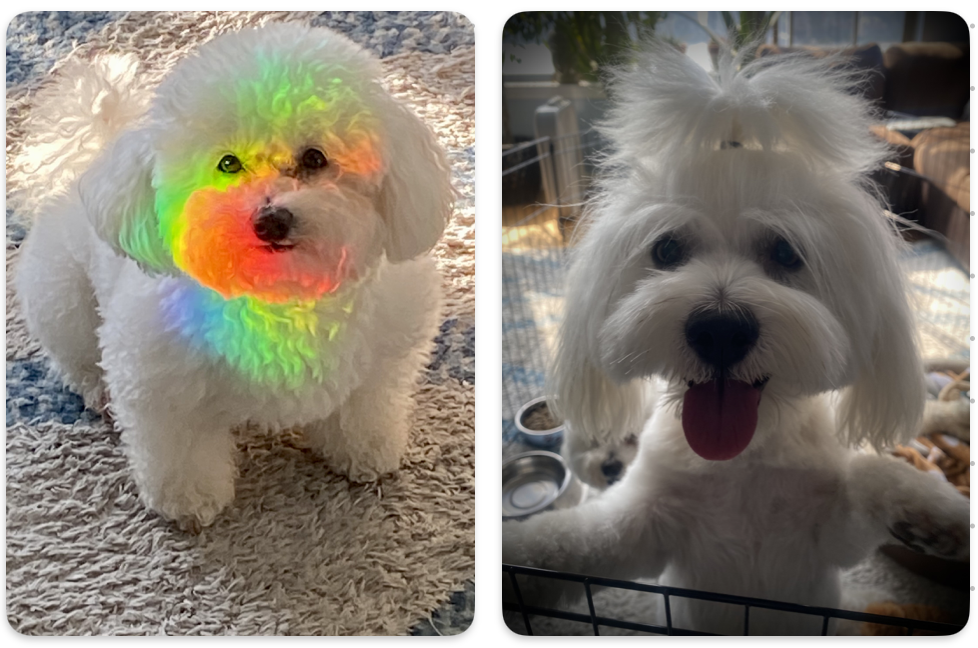 Cooking Vegan for My&nbsp;Dogs